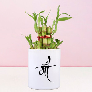 Two Layer Lucky Bamboo Plant In Maa Cup
